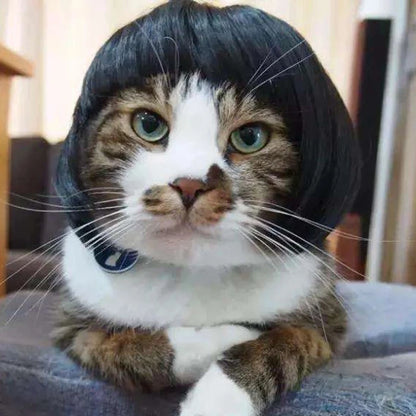 Pet Wigs