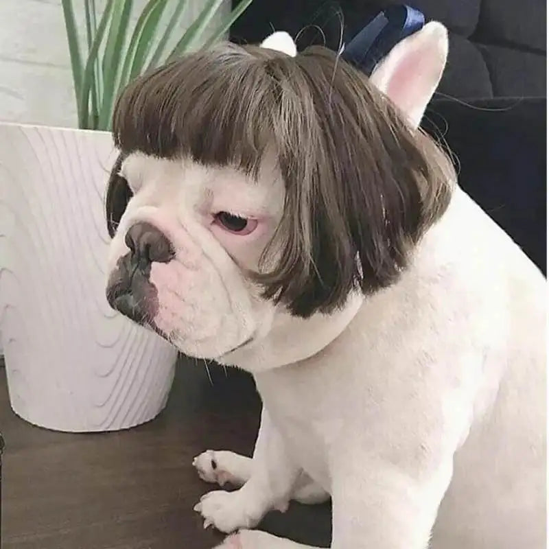 Pet Wigs