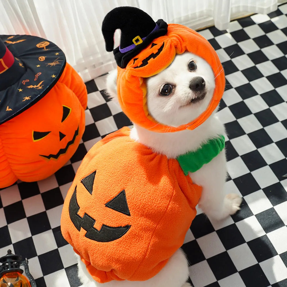 Pumpkin Halloween Cat Costume Set – Cute Hat & Scarf for Cats & Small Dogs